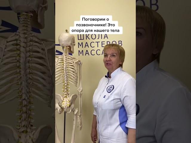 Анатомия позвоночника