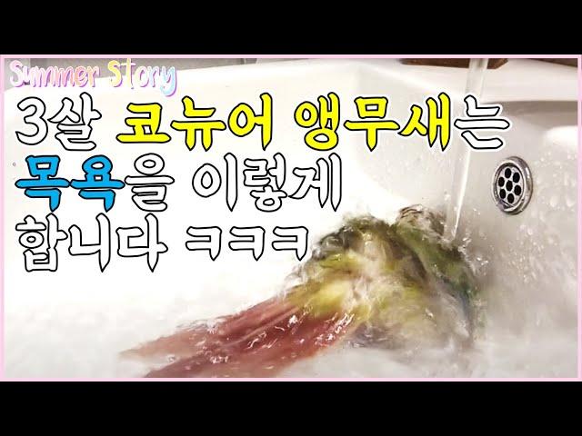 3살 코뉴어 앵무새는 이렇게 목욕합니다_This is how a 3-year-old Conure parrot bathes.