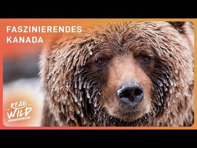 1.5+ Stunden wildes Kanada zum Einschlafen: Entdeckungsreise Tierwelt | Real Wild Deutschland