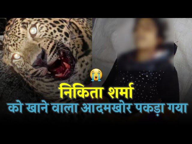 निकिता शर्मा को खाने वाला बाघ आखिरकार पकड़ा गया  | Man Eater Leopard caught, Chafi | Bhimtal