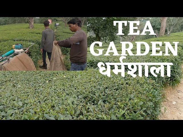 Tea garden Kangra Shimla, himachal pradesh~ Places to visit in Dharmshala! ~ McLeodganj Dharmshala