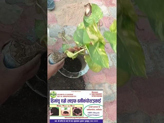 मनी प्लांट कैसे उगाए/सिंगल लीफ से मनी प्लांट उगाए/Mani plant kaise lagaen/money plant kaise Gro kare