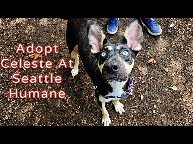 Adopt Celeste at Seattle Humane