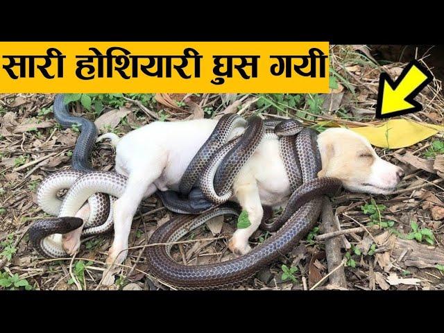 सांप ने लिया आड़े हाथो animals ! snake and dog ! earth adventure in hindi