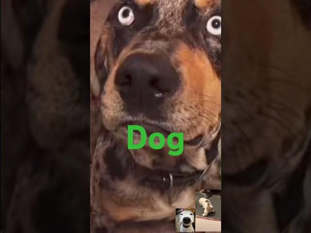 Dog eating owner's dope. #dog #doglover #speakingdog #
