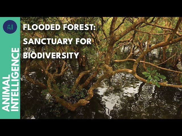 Why is Tonlé Sap such an incredible bird sanctuary? | AI