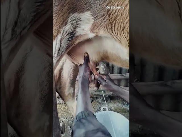 Milking #live #livestream #livestreaming #shorts #trending