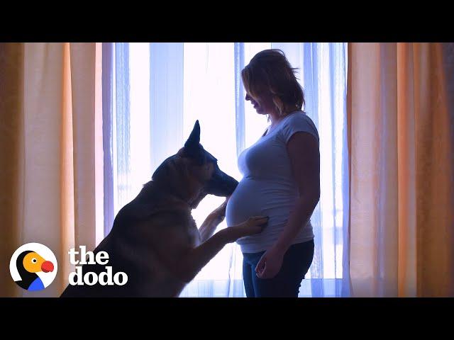 Dog Patiently Waits For His Baby Brother To Grow Up | The Dodo