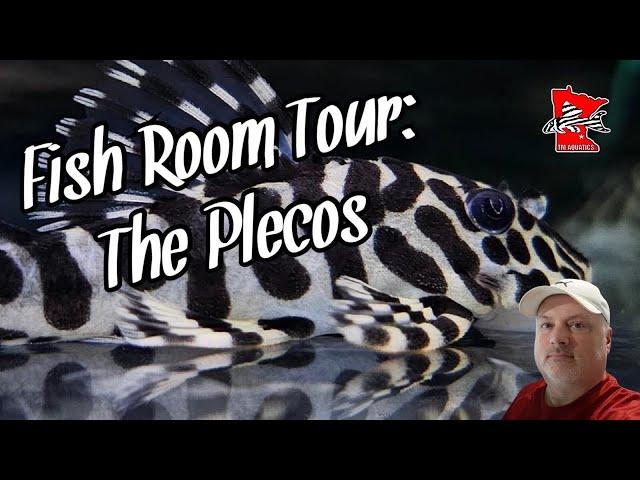 Fish Room Tour: The Pleco Tanks