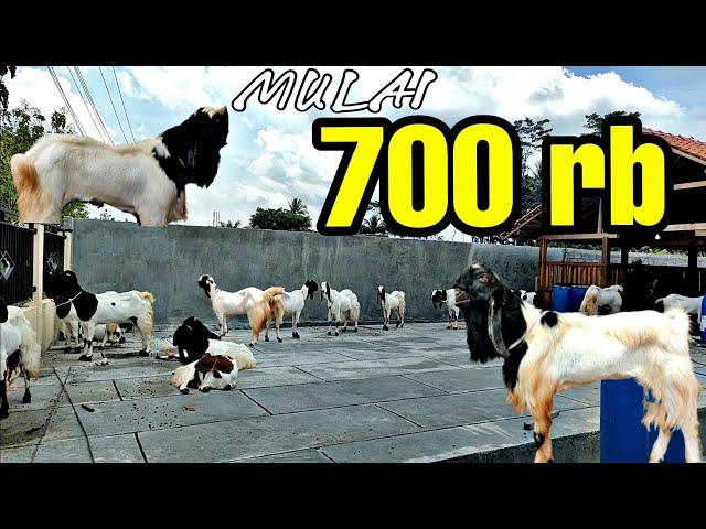 SEMUA ADA KAMBING EKONOMIS BERKUALITAS MULAI 700RB