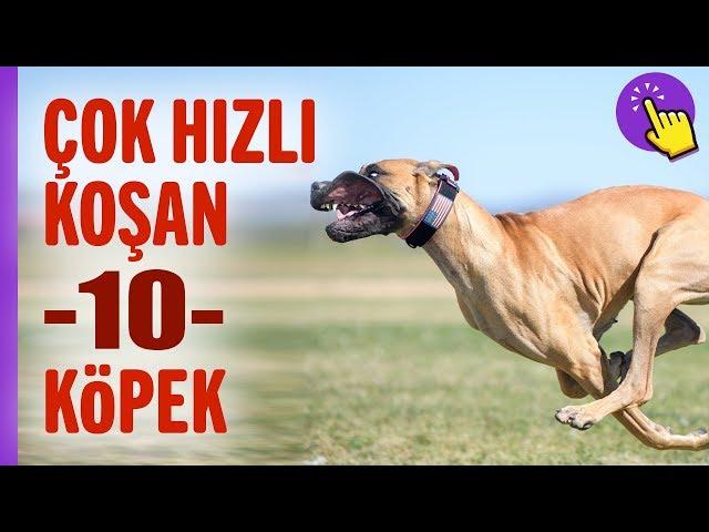 Asla kaçamayacağınız 10 köpek ırkı | İlginç bilgiler | Aklında olsun