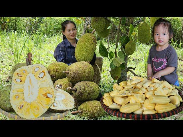 Harvest Agriculture ( Wild Canarium , jackfruit ,Taro..) Go to market sell - molasses making process