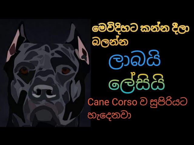 How to feed my Cane Corso ​​good food for low budget කොහොමද මගේ Cane Corso ට ලාබෙට හොදට කන්න දෙන්නේ