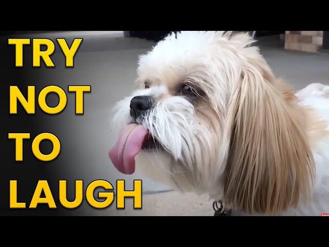 Happy Happy Dogs Compilation  Try Not to Laugh Challenge!