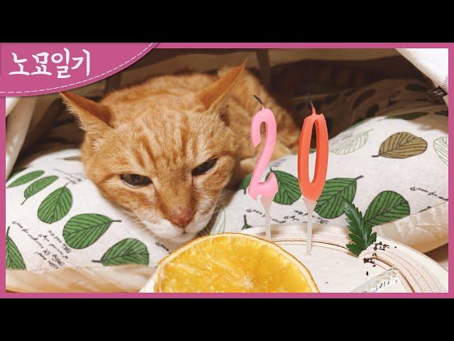 [Diary of an old cat] Today is Nana's 20th birthday!