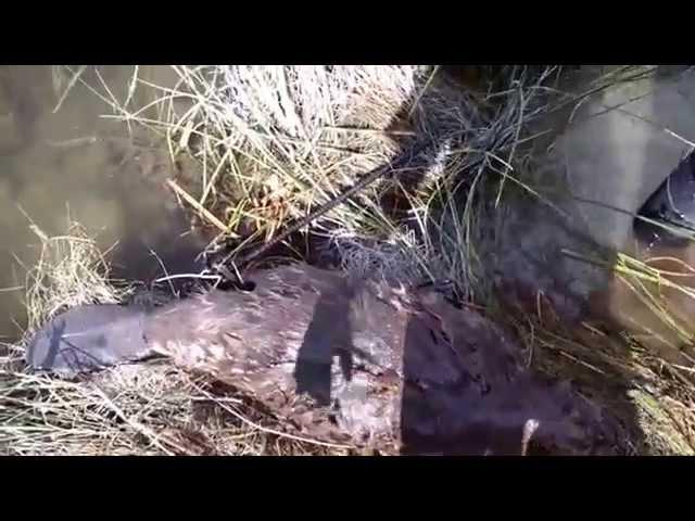 Beaver double foothold catch results