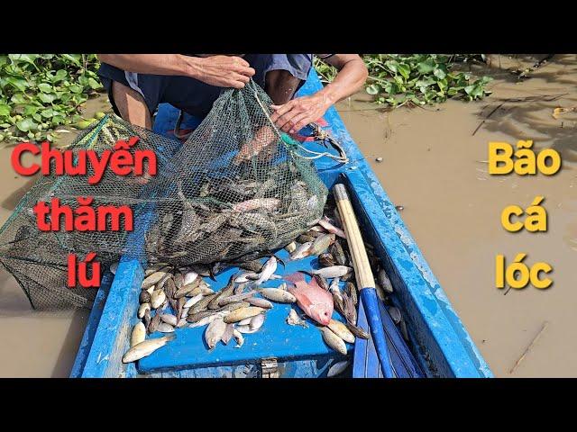 1262 l Đặt lú cuối mùa nước dính cá lóc thấy ham l Fish