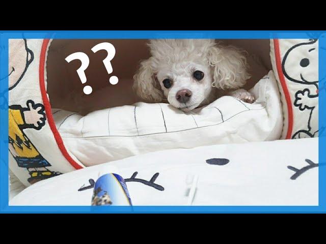 [ENG]눈으로 말하는 강아지 dog talking with eyes | 화이트푸들별군의 귀여운 떼쓰기