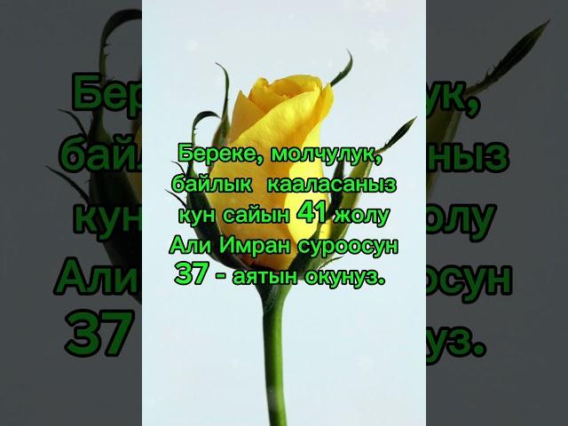 Байлык, молчулук, берекет каалаган кишилер#ислам#куран#аят#хадис