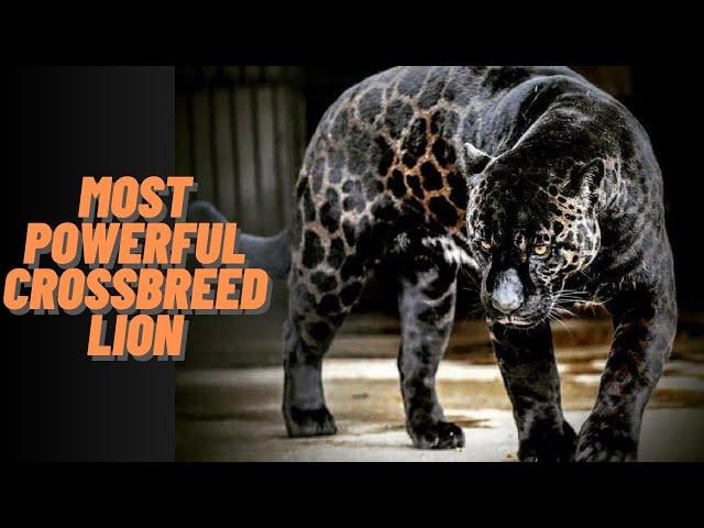 Top 10 most weird and rare cross breed animals in the world | Original Facts