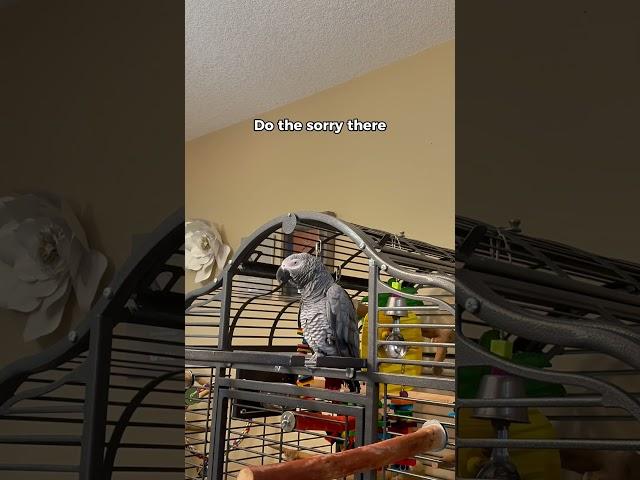 Sorry…not sorry! Now squawk off!’ — My parrot, everyone  #funnyparrot #bird #talkingparrot #parrot