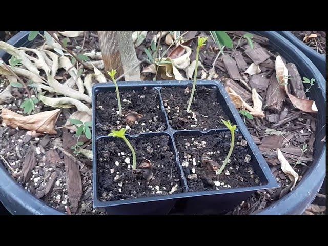 How to grow a Moringa tree or bush from seed! In 5 days!