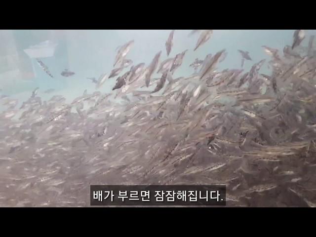 살있는 먹이 엄청 먹는 쏘가리 치어들