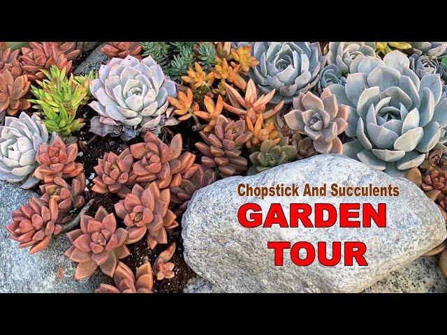 Succulent Garden Tour,  An Outdoor Garden Of Colorful Succulents @ChopstickandSucculents