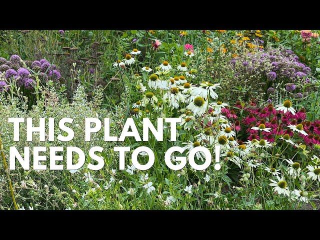 7 Great Pollinator Plants and 1 That Has To Go