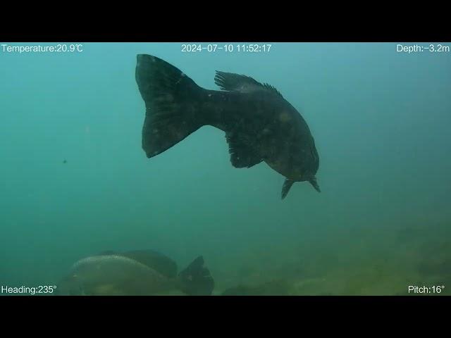 Exploring Chicago Harbors (Underwater ROV, Smallmuth, Drum, Gobi)