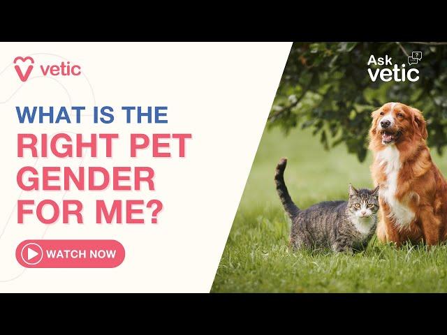 Choosing the right pet gender l Male vs Female Pets l Myths about female pet breeds.