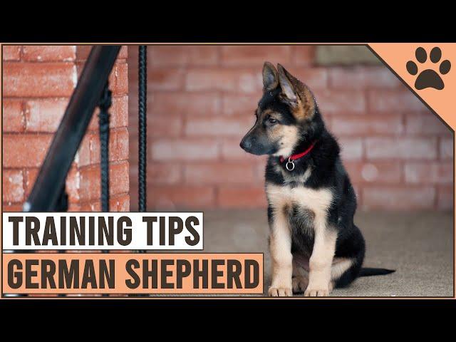 Best German Shepherd Puppy Training Tips | Dog World