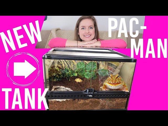 Pacman Frog Tank Upgrade & Setup