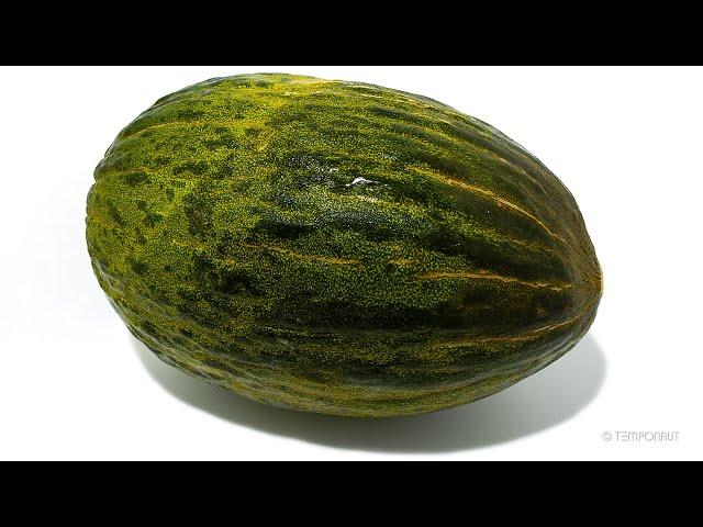 Rotting Bollo Melon