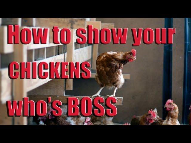 How to Show Your Chickens Who's Boss