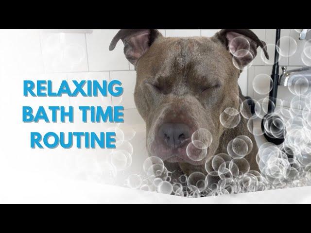 RELAXING & SATISFYING DOG BATH TIME ROUTINE | CUTE PIT BULL BATH