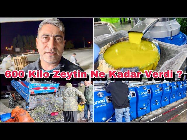 600 Kilo Son Hasat Zeytinden Bakın Kaç Kilo Zeytinyağı Çıktı ? Osmaniye Sumbas