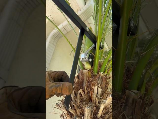 Before & after with the Pygmy Seed Remover! #palmtree #pygmypalmtrees #yardwork #gardeningtools #fyp