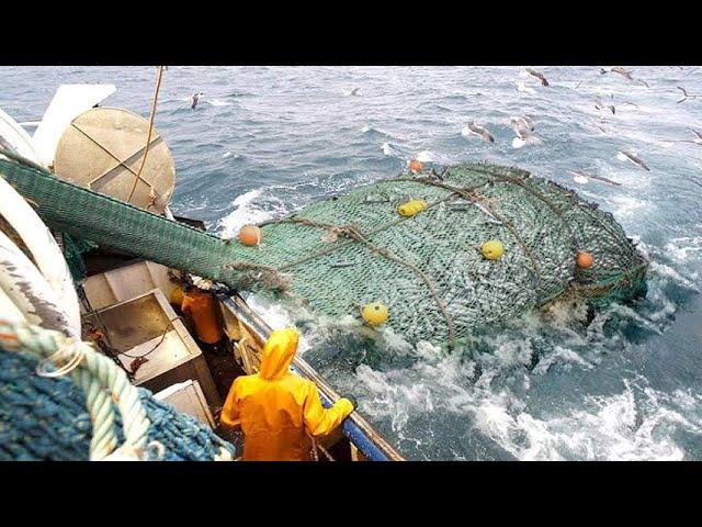 Amazing Giant Net Catch Hundreds Tons of Fish - Fastest Giant Fish Fishing & Processing Skill on sea