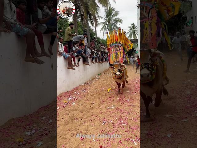 #jallikattu #tpd #telugudas #chandrababusongs #dj #telugu #song #music #remix #chandrababusong #tdp