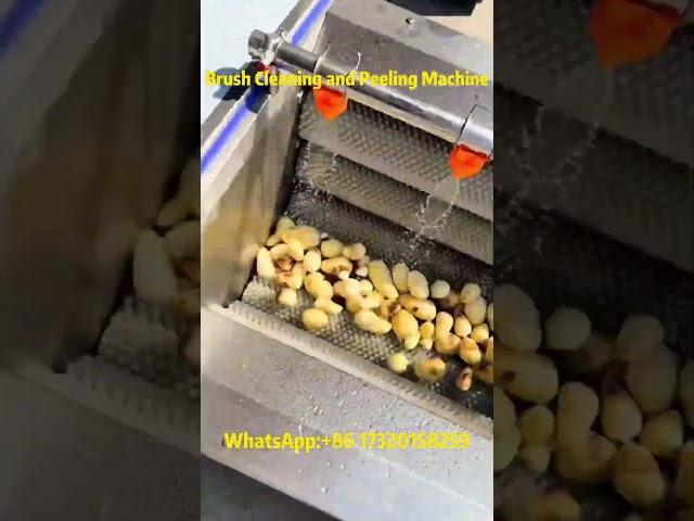 Potato & Taro Brush Washing Peeling Machine | Easy & Efficient Cleaning!#washing #foodprocessing