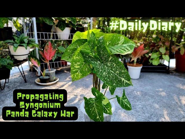 Propagating Syngonium Panda Galaxy War | Daily Diary