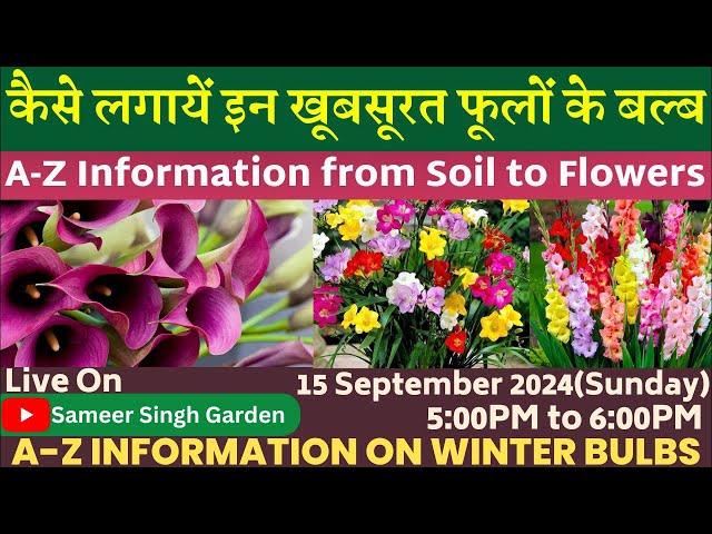 कैसे लगायें इन खूबसूरत फूलों के बल्ब || A-Z Information from Soil to Flowers || Winter Flower Bulb