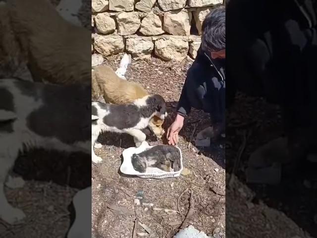 "A Romantic Farewell: The Story of a Little Puppy" #love #the