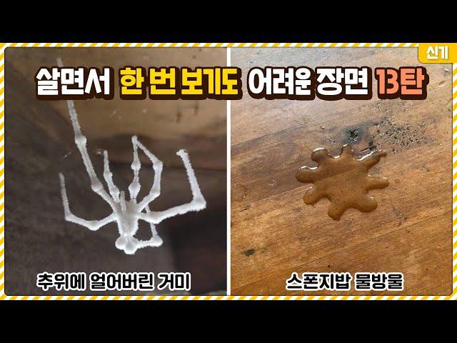 살면서 한 번 보기도 어려운 신기한 장면들 13탄