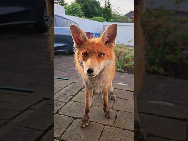 Wild Fox Visiting For An Early Dinner #foxes #wildfox #cute #urbanfoxes #wildanimals #redfox #animal