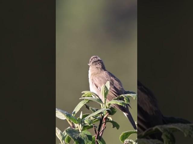 Ein Rohrsänger in Aitrang Teil 2 #naturfilm #canon #canonr5 #bayern