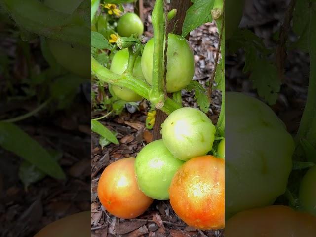 Super Fantastic Tomatoes