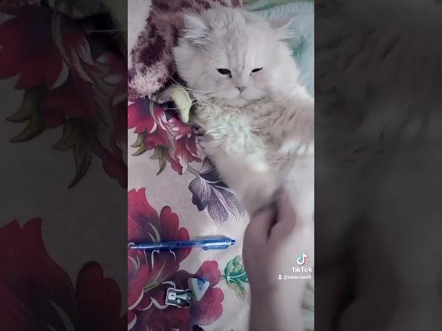 Funny cat video  | Adopted Tani cat Tick Tock I koe fark nae parta- cute and funny cat video