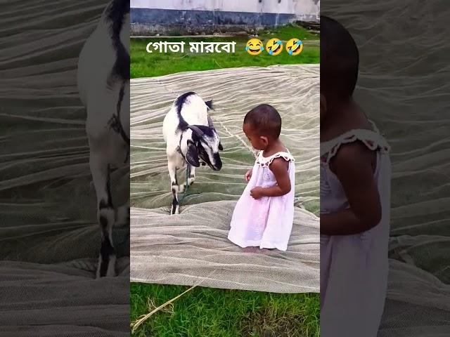 baby fun video buru guru, boro goru #cow #animals #funny #fun #cartoon #goat #funnyclips #love #cow